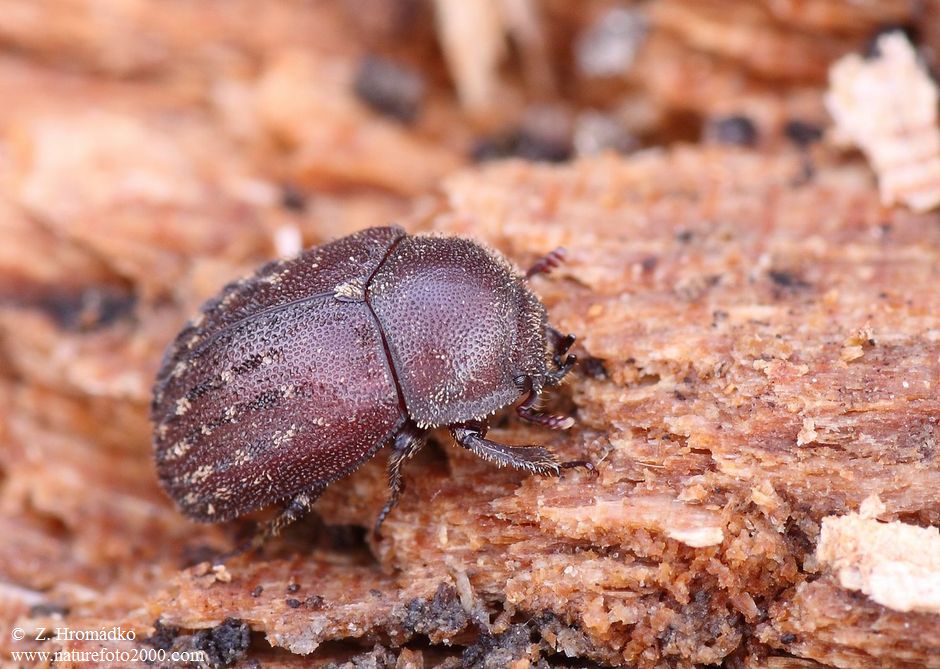 roháček, Aesalus scarabaeoides (Brouci, Coleoptera)